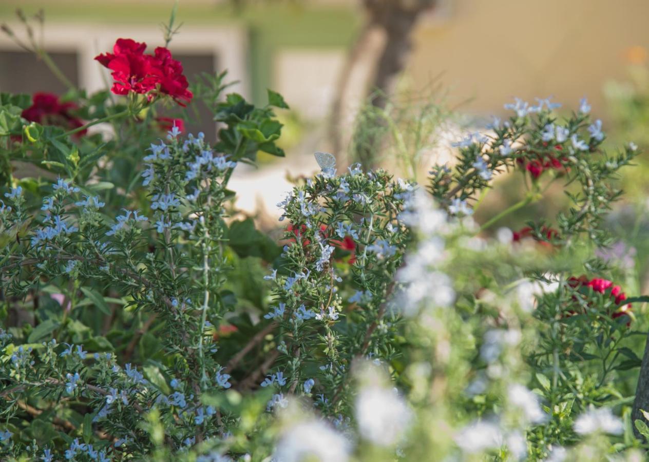 Anemohadi Apartments Kastrisianika Εξωτερικό φωτογραφία